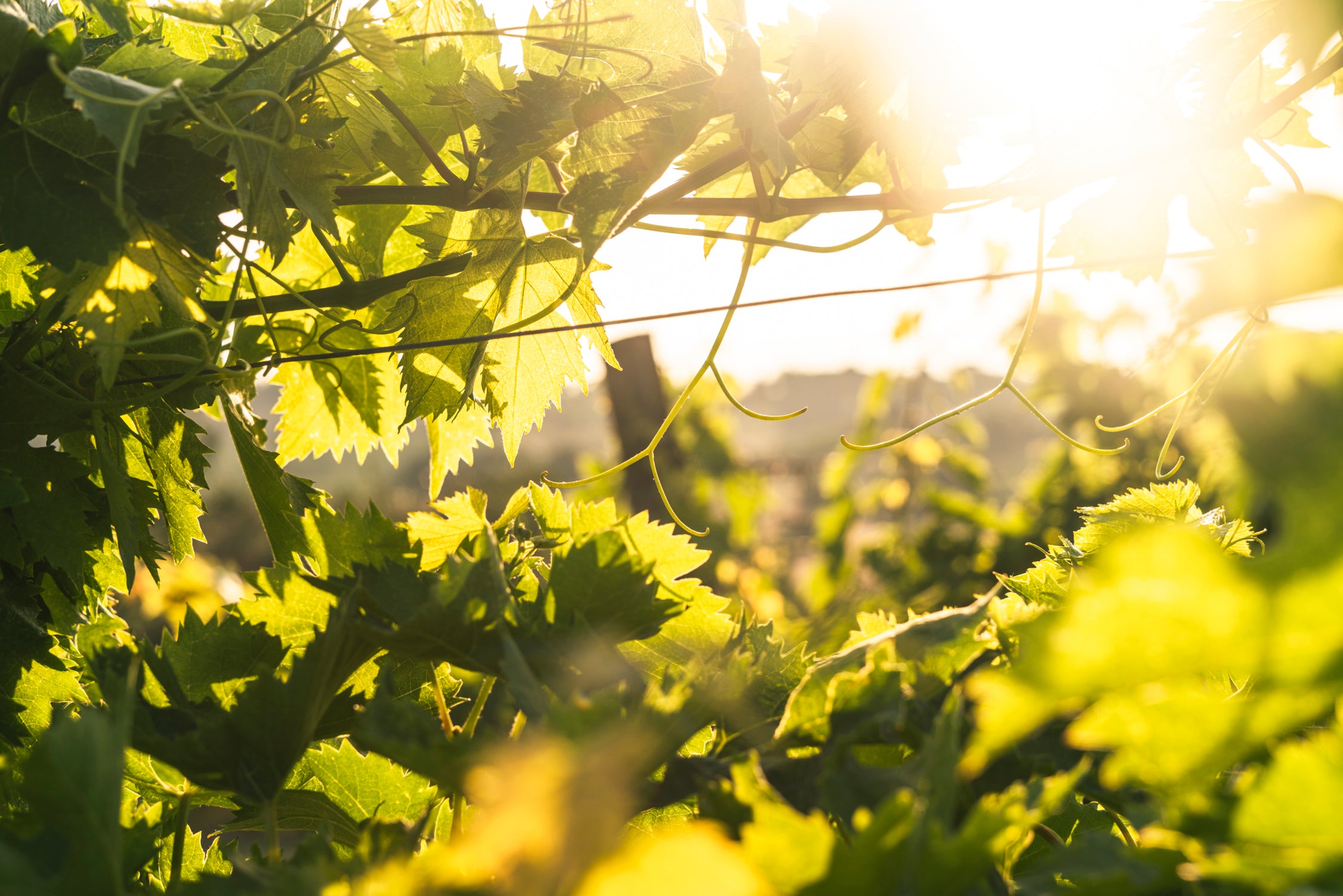 Villa Marina - Brik Marche Bianco IGT